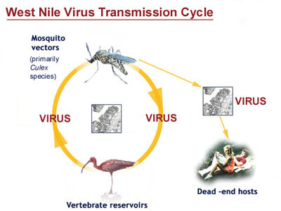 weet nile virus