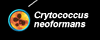 Cryptococcus neoformans