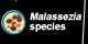 Malassezia species