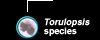 Torulopsis species