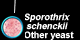 Sporothrix schenckii