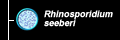 Rhinosporidium seeberi