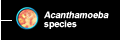 Acanthamoeba species