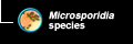 Microsporidia species