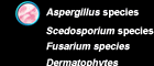 Aspergillis species