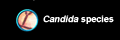 Candida species